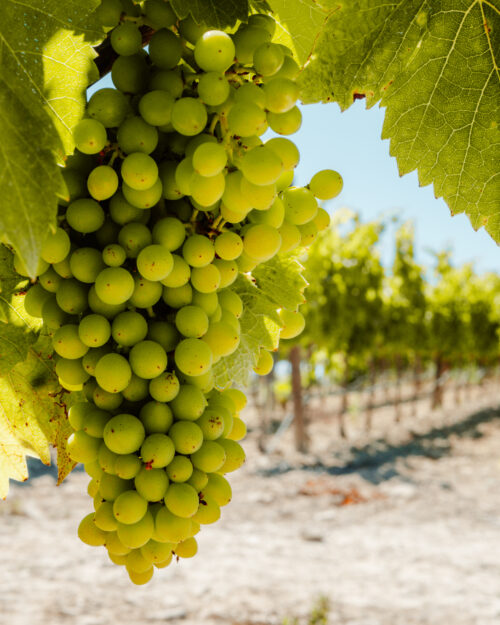 Blacknose grapes Ibiza
