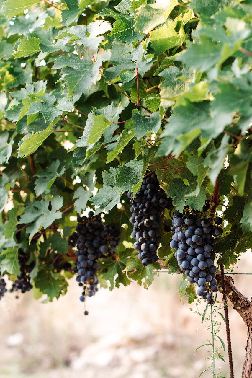 7000 vines Blacknose